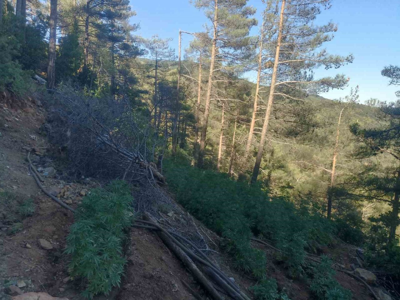 Ormana uyuşturucu ekmişler, polis tespit edip imha etti