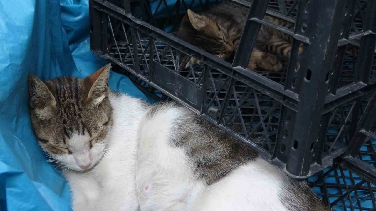 Girdiği tavanda mahsur kalan haylaz kedi led aydınlatma sökülerek kurtarıldı