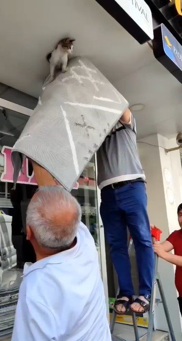 Girdiği tavanda mahsur kalan haylaz kedi led aydınlatma sökülerek kurtarıldı