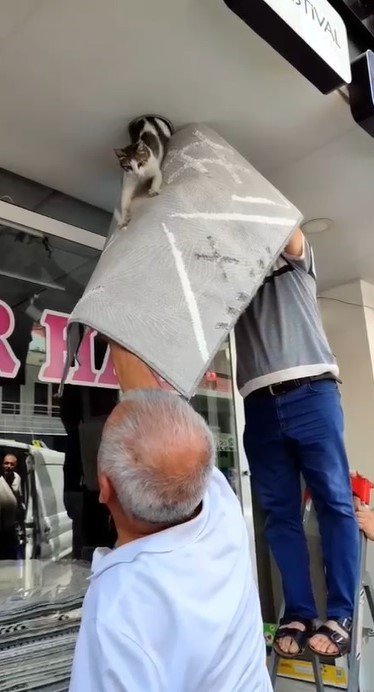 Girdiği tavanda mahsur kalan haylaz kedi led aydınlatma sökülerek kurtarıldı