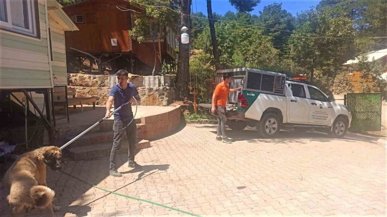 Osmaniye’de, yaylalardaki yaralı sokak hayvanları tedavi edildi