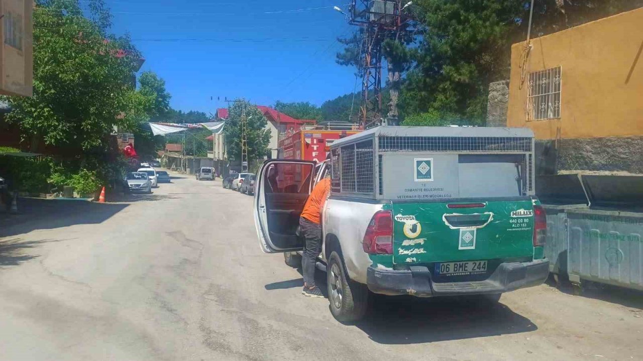 Osmaniye’de, yaylalardaki yaralı sokak hayvanları tedavi edildi