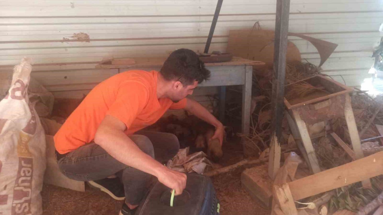 Osmaniye’de, yaylalardaki yaralı sokak hayvanları tedavi edildi