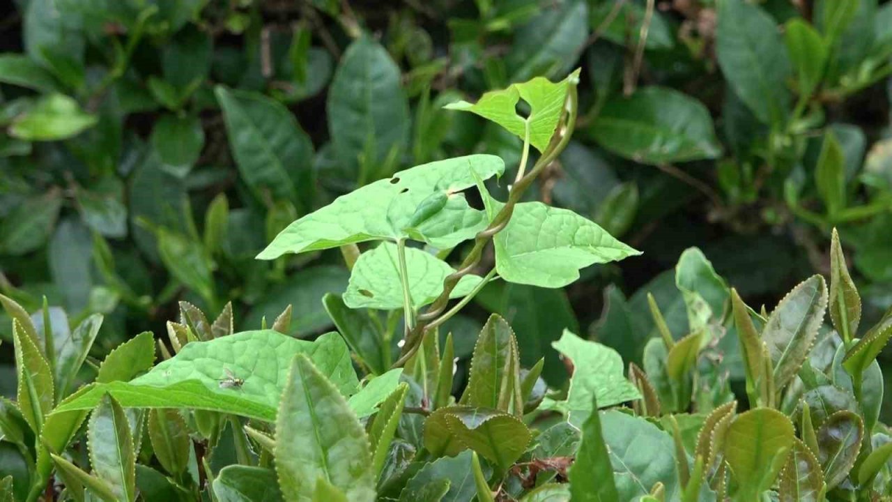 Çay arazilerinde görülen sargı otu çay üreticisini tedirgin ediyor