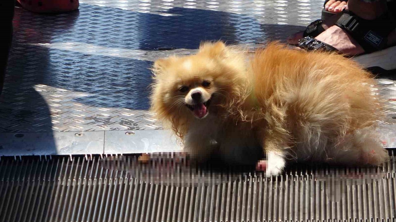 Taksim’de köpek yürüyen merdivene sıkıştı