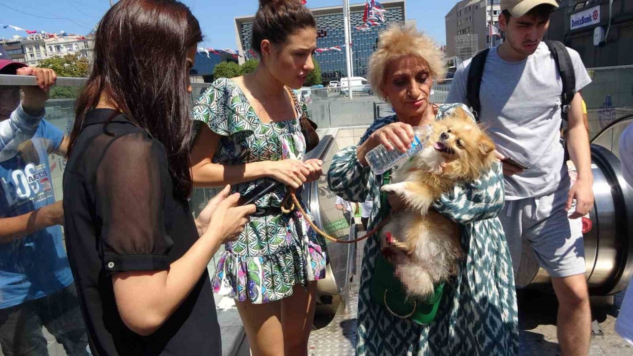 Taksim’de köpek yürüyen merdivene sıkıştı