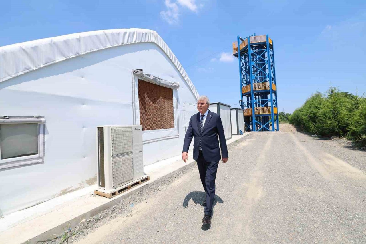 İstiridye mantarı büyükşehir eliyle sofraya geliyor