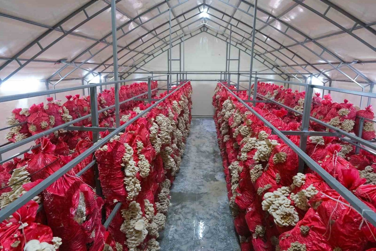 İstiridye mantarı büyükşehir eliyle sofraya geliyor