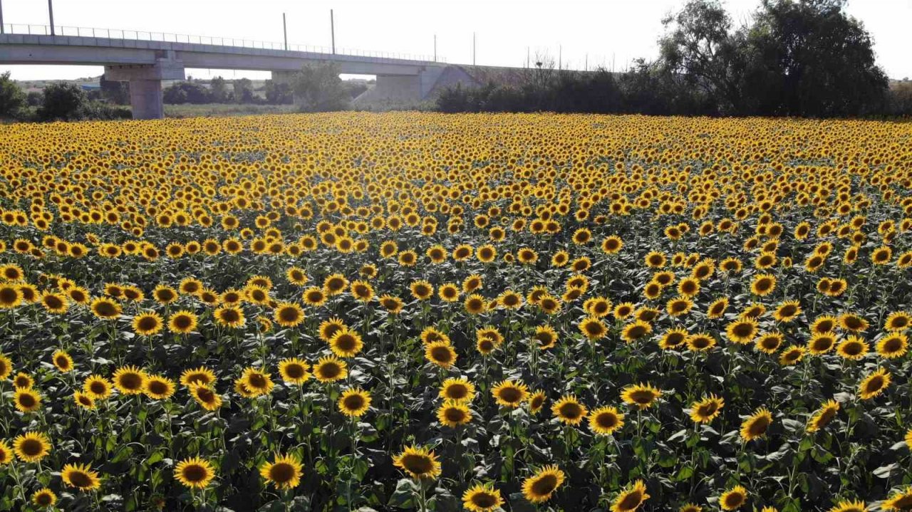 Edirne’de ayçiçeğinde yüksek rekolte bekleniyor