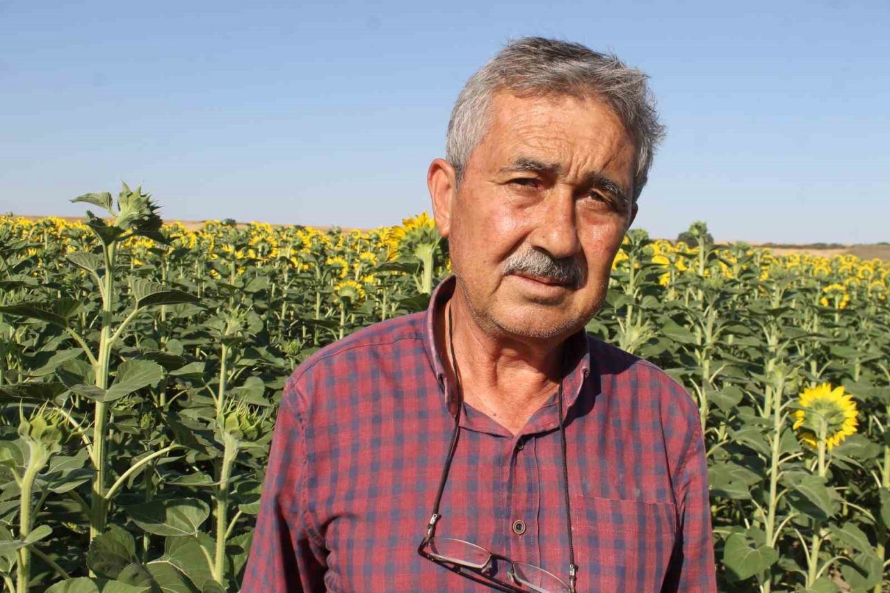 Edirne’de ayçiçeğinde yüksek rekolte bekleniyor