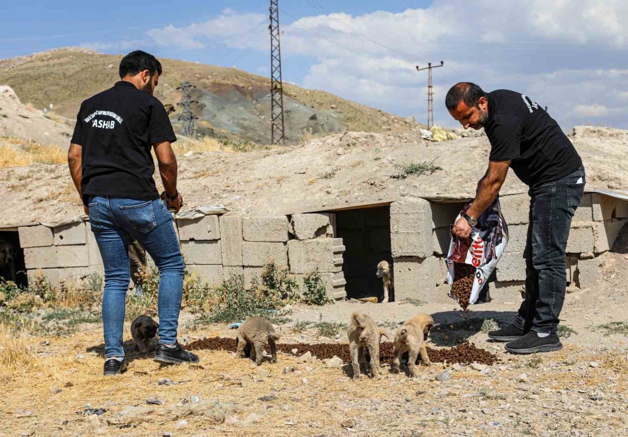 Van Sahipsiz Hayvanlar Birliği sokak hayvanları için çalışıyor