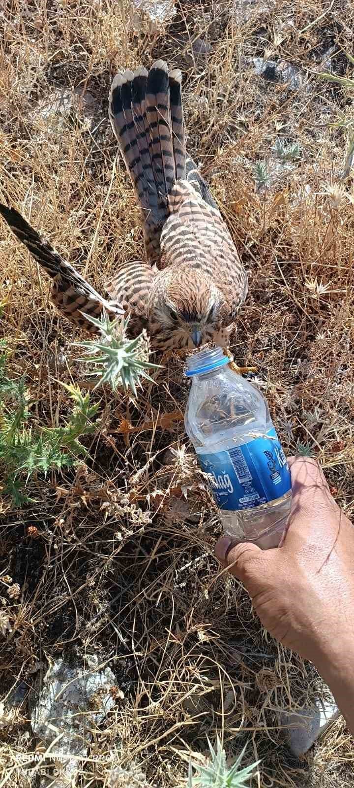 Sıcaktan bunalan kerkenez kuşuna şişeyle su içirdi