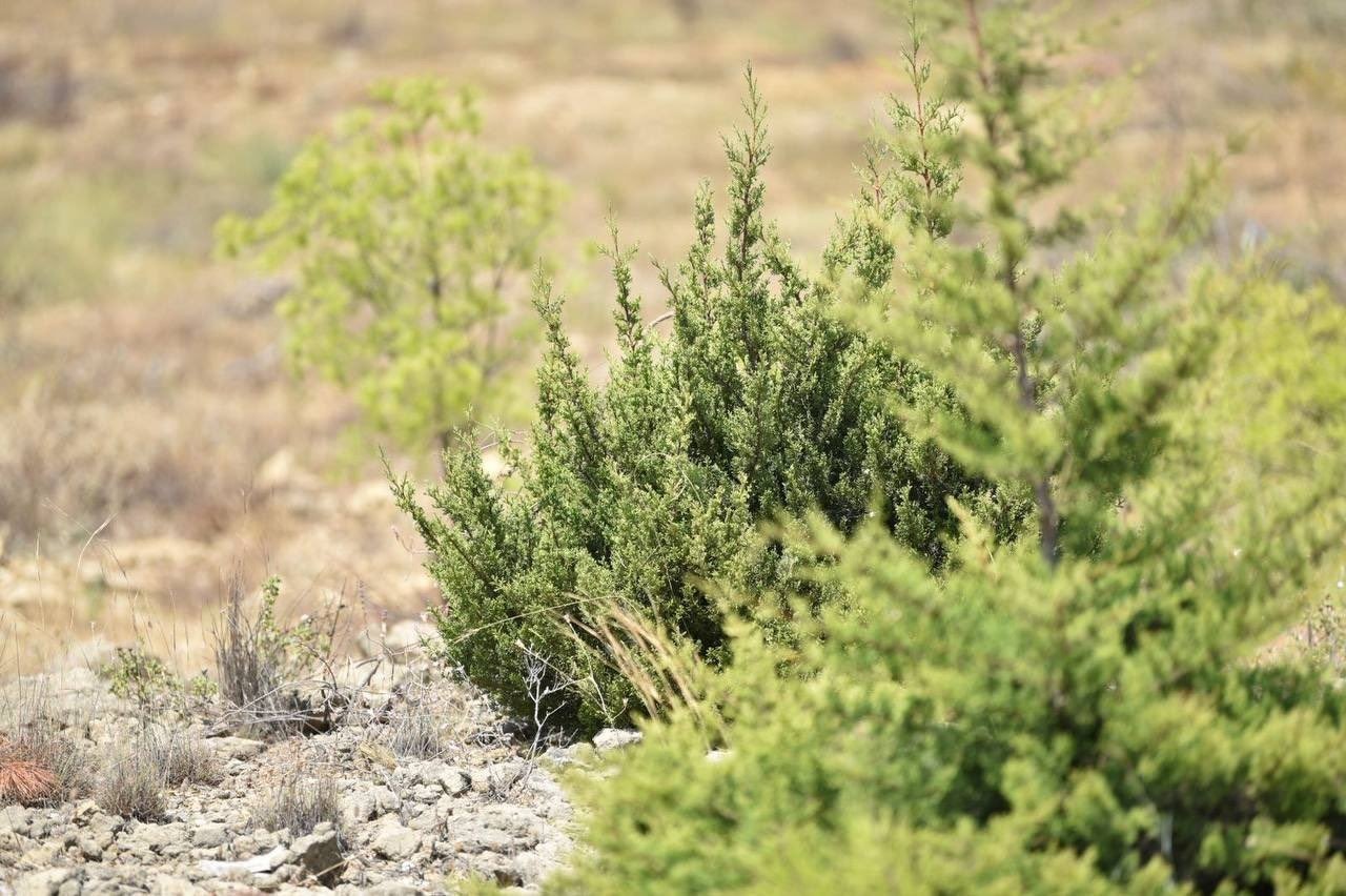 Büyük yangın sonrası Manavgat’ta dikilen 3,5 milyon fidan yeşerdi