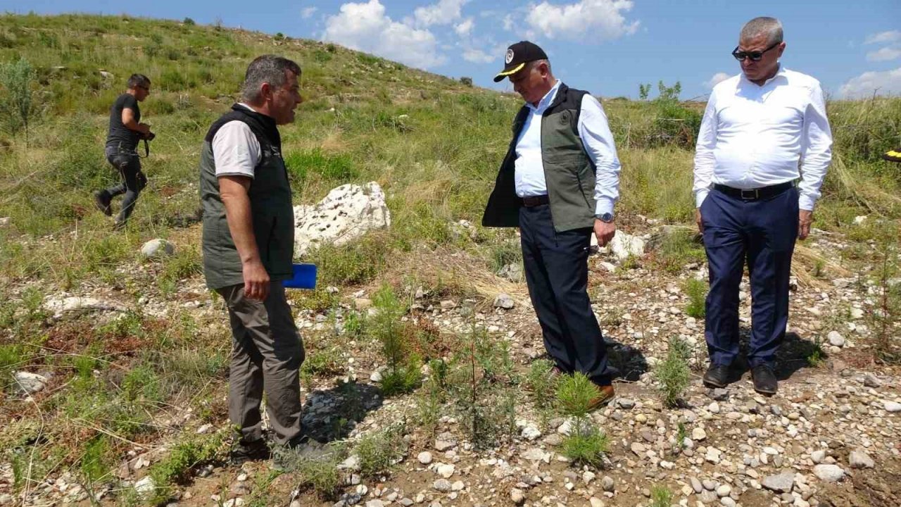 Büyük yangın sonrası Manavgat’ta dikilen 3,5 milyon fidan yeşerdi