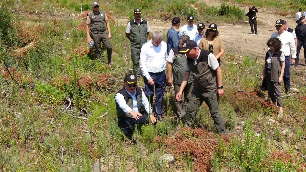 Büyük yangın sonrası Manavgat’ta dikilen 3,5 milyon fidan yeşerdi
