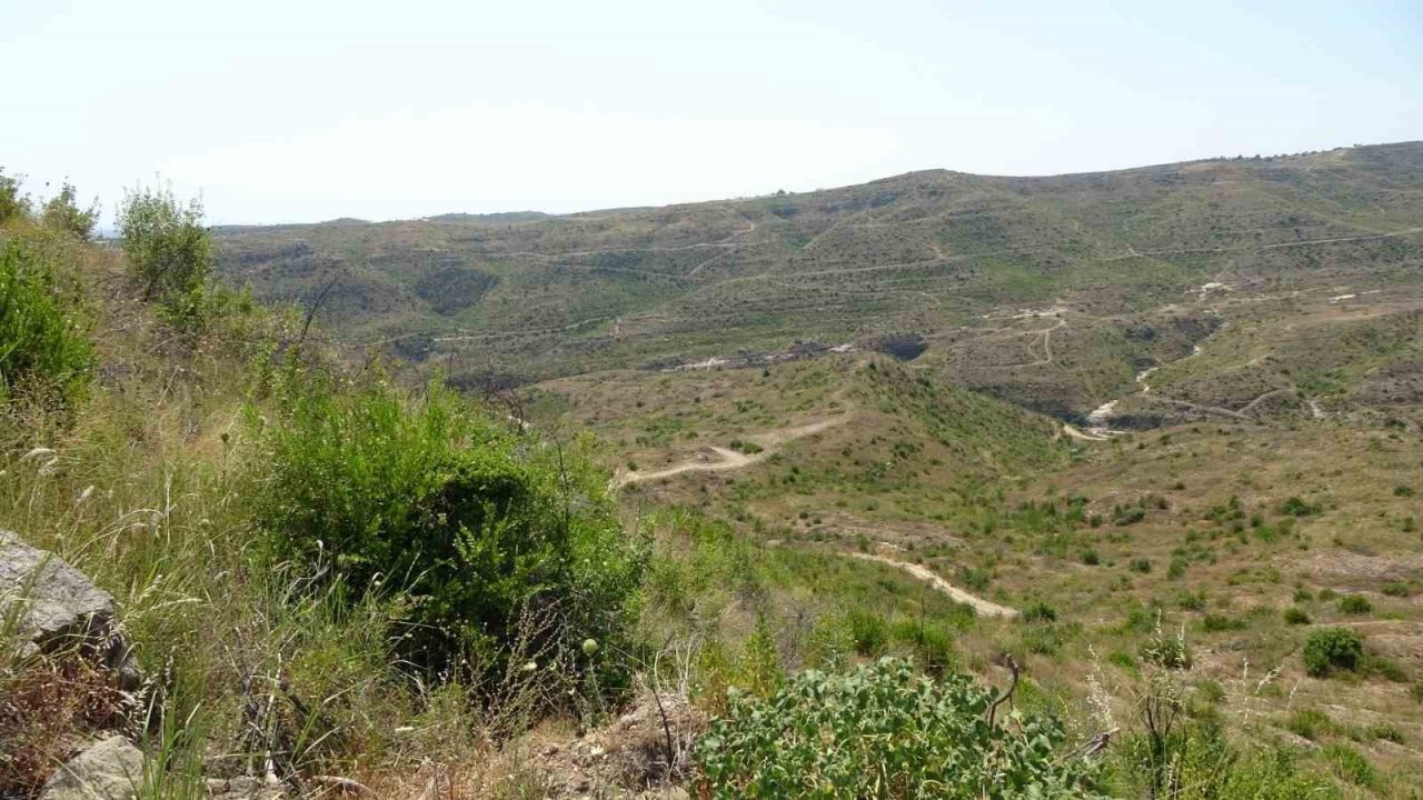 Büyük yangın sonrası Manavgat’ta dikilen 3,5 milyon fidan yeşerdi