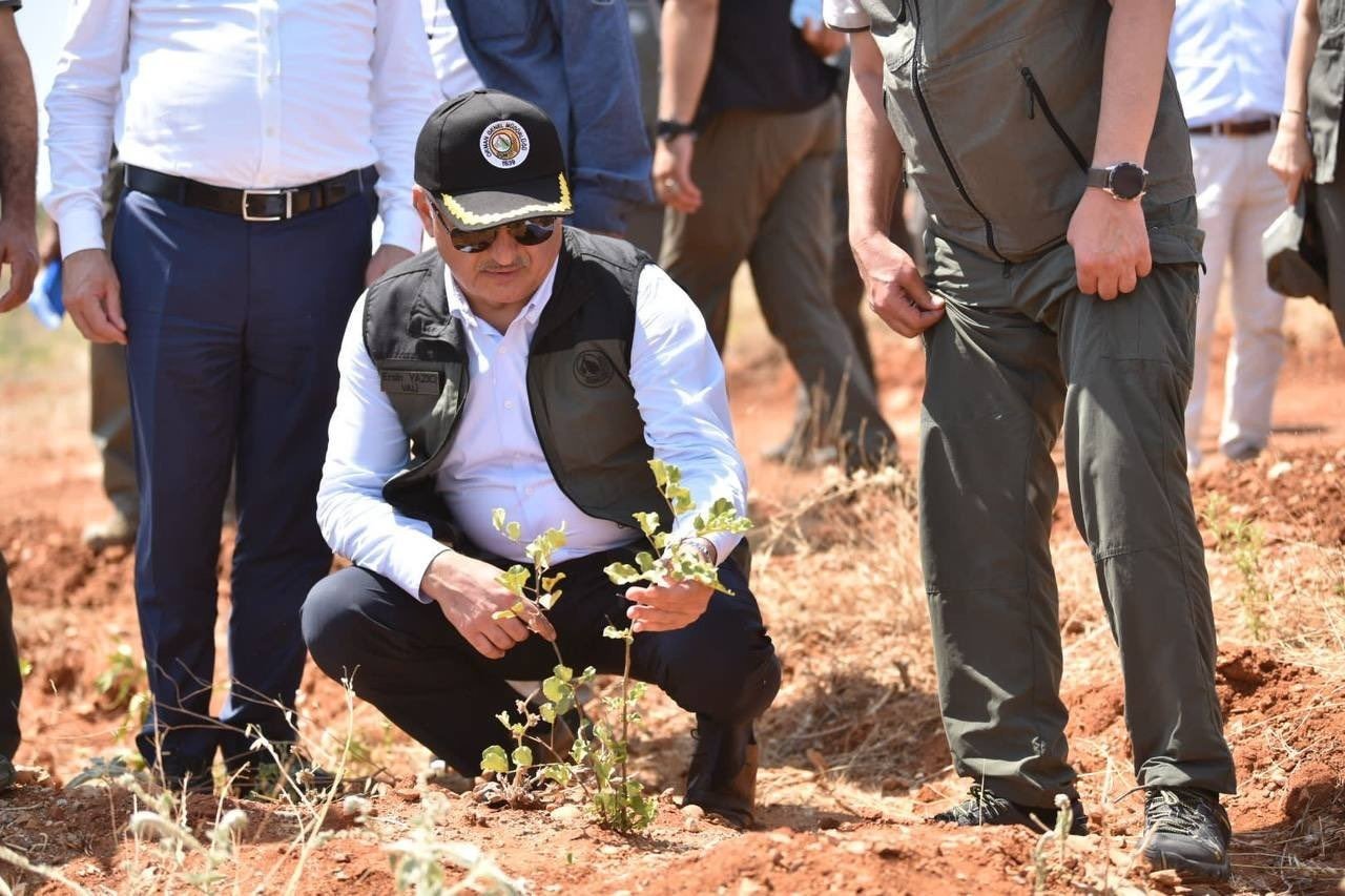 Büyük yangın sonrası Manavgat’ta dikilen 3,5 milyon fidan yeşerdi