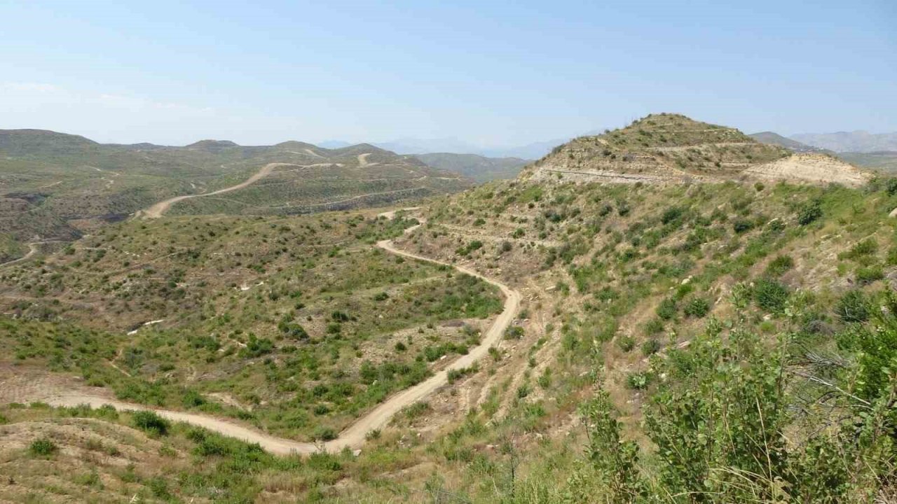 Büyük yangın sonrası Manavgat’ta dikilen 3,5 milyon fidan yeşerdi