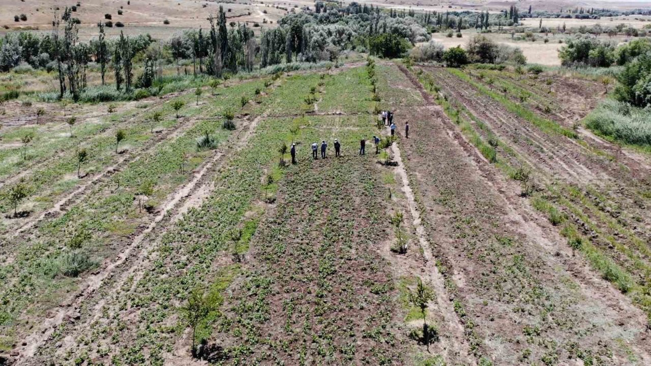 Arguvan’da ilk kez kuru fasulye ekildi