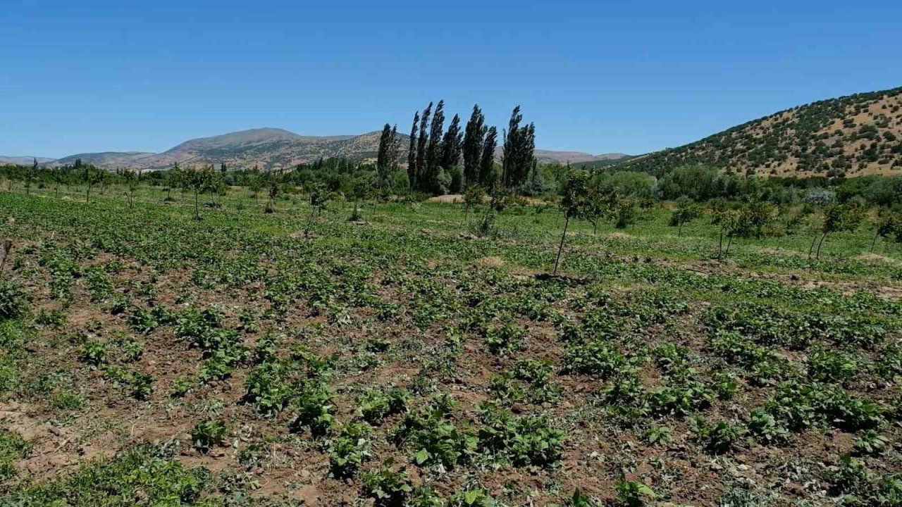 Arguvan’da ilk kez kuru fasulye ekildi