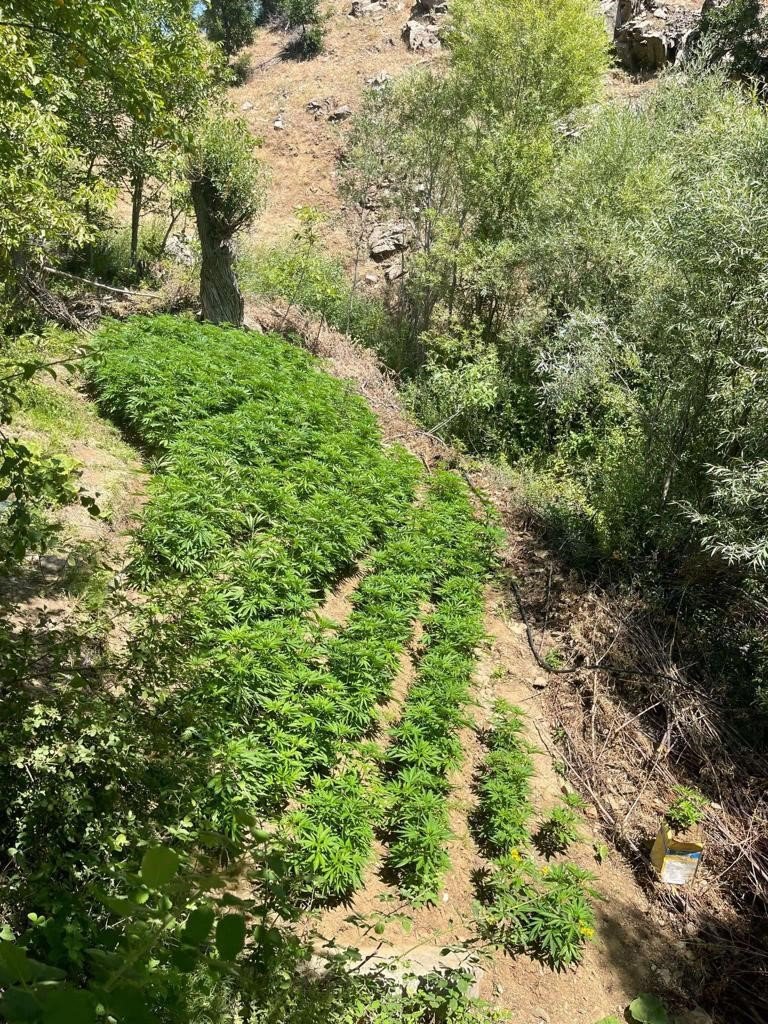 Bingöl’de 4 bin kök kenevir bitkisi ele geçirildi