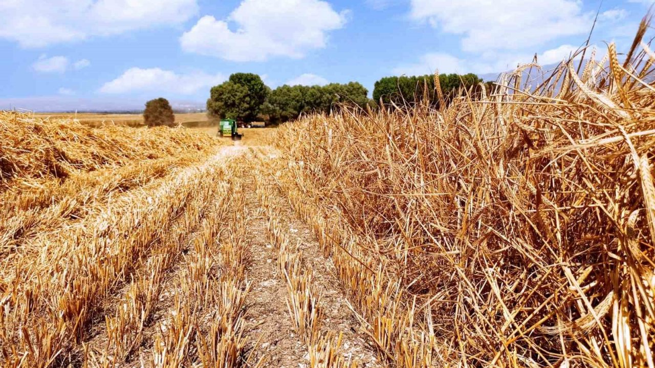 Bolu’da hasat dönemi arpa ile başladı