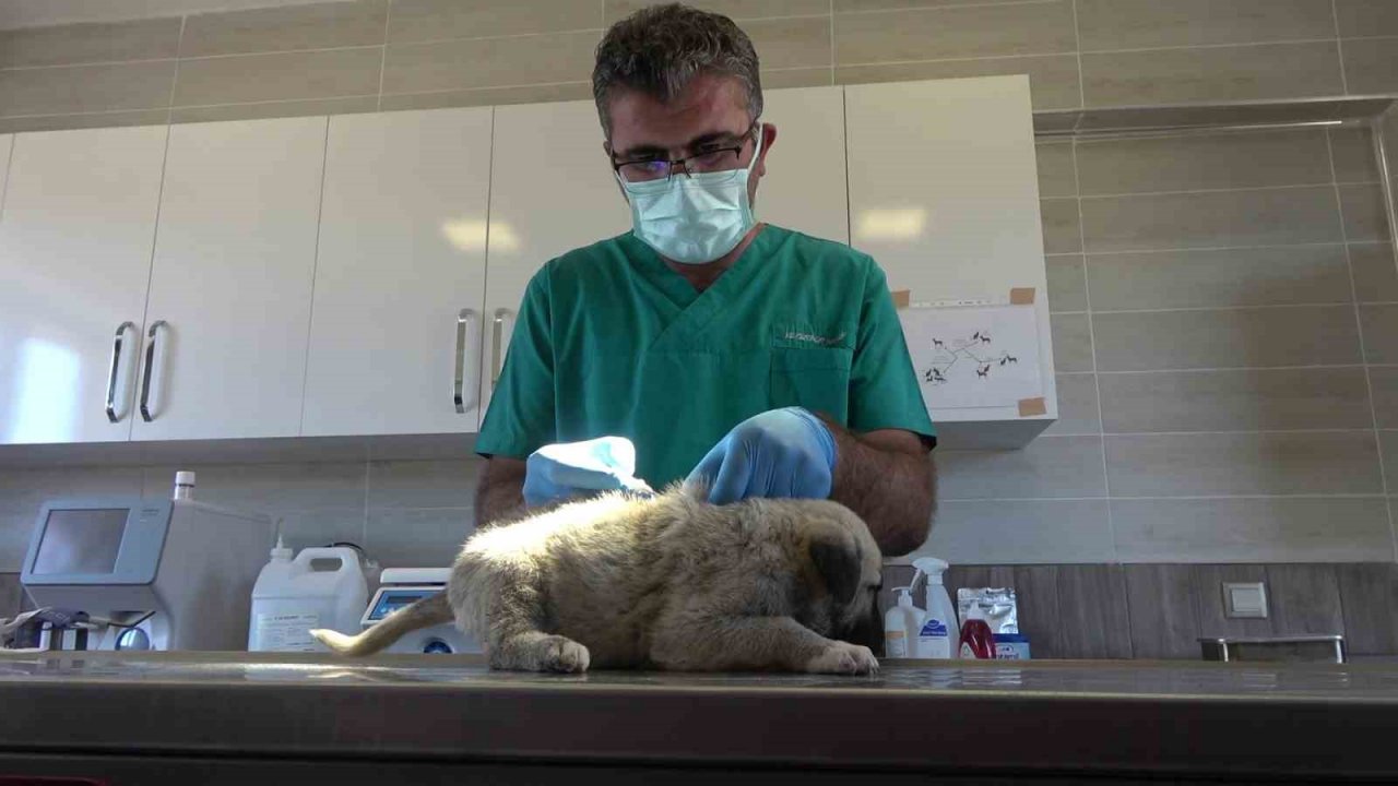 Dünyada nam salan Anadolu aslanı çiple korunuyor