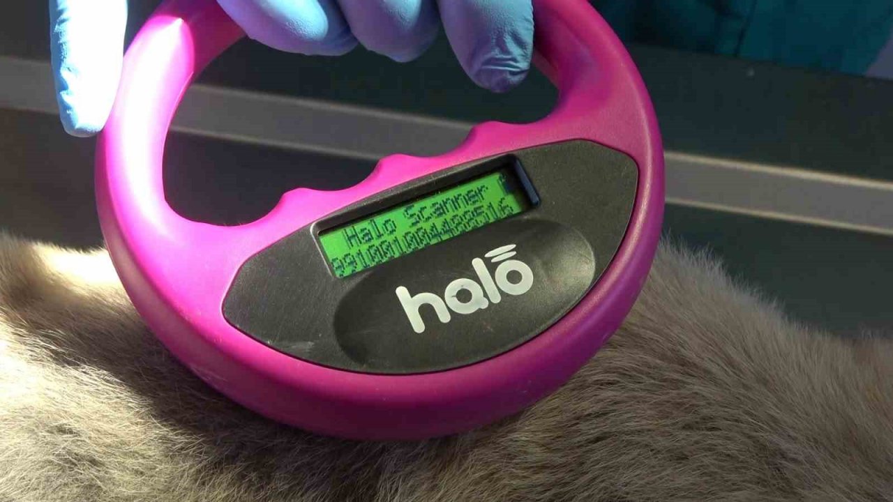 Dünyada nam salan Anadolu aslanı çiple korunuyor