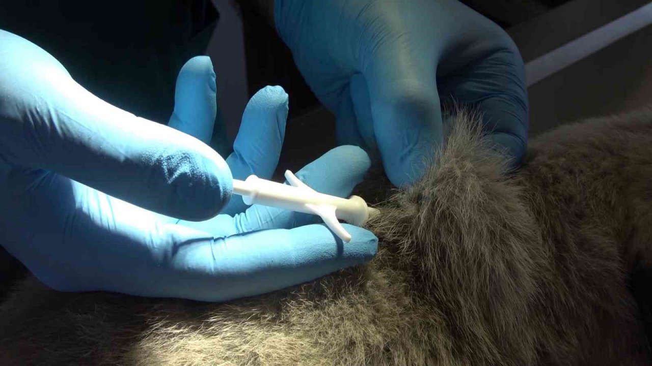 Dünyada nam salan Anadolu aslanı çiple korunuyor