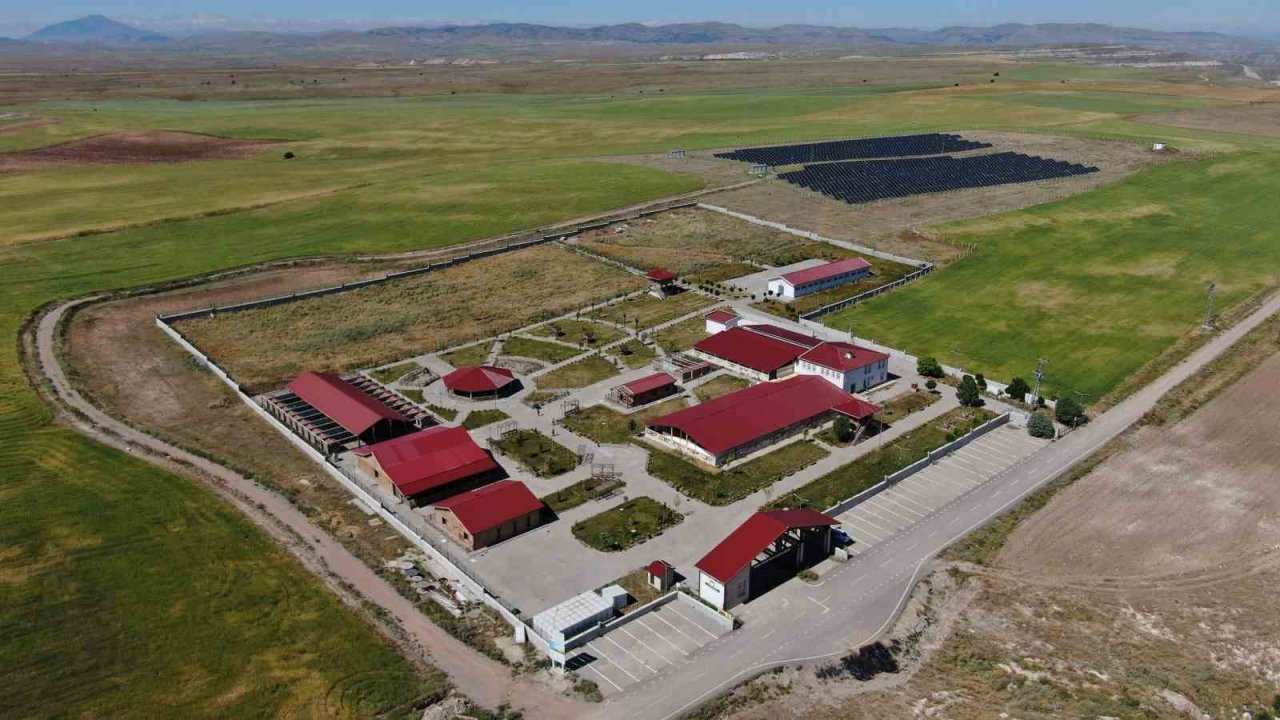 Dünyada nam salan Anadolu aslanı çiple korunuyor