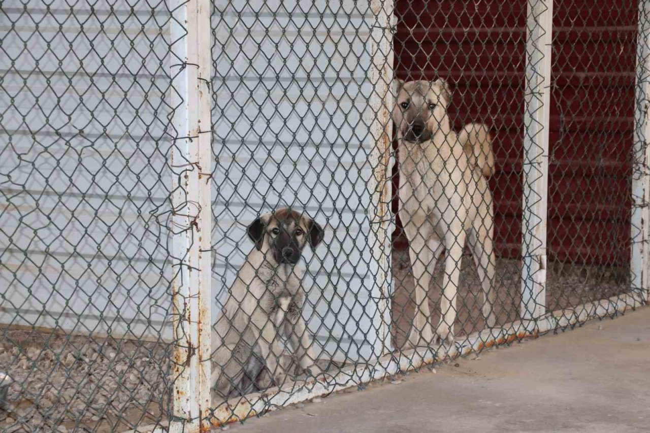 Dünyada nam salan Anadolu aslanı çiple korunuyor