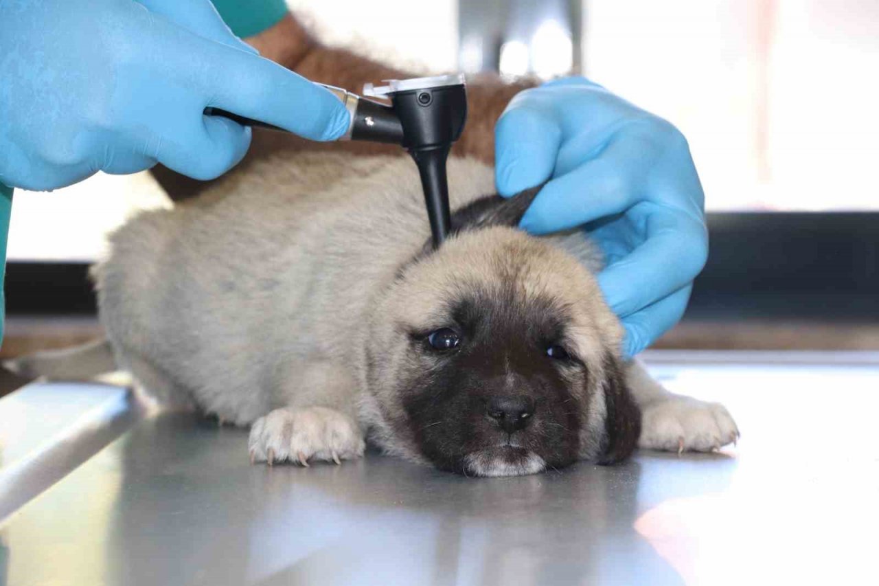 Dünyada nam salan Anadolu aslanı çiple korunuyor