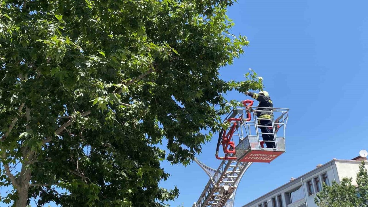 Yere düşen yavru kargayı yuvasına koyan itfaiye ekipleri, vatandaşları anne karganın saldırısından kurtardı