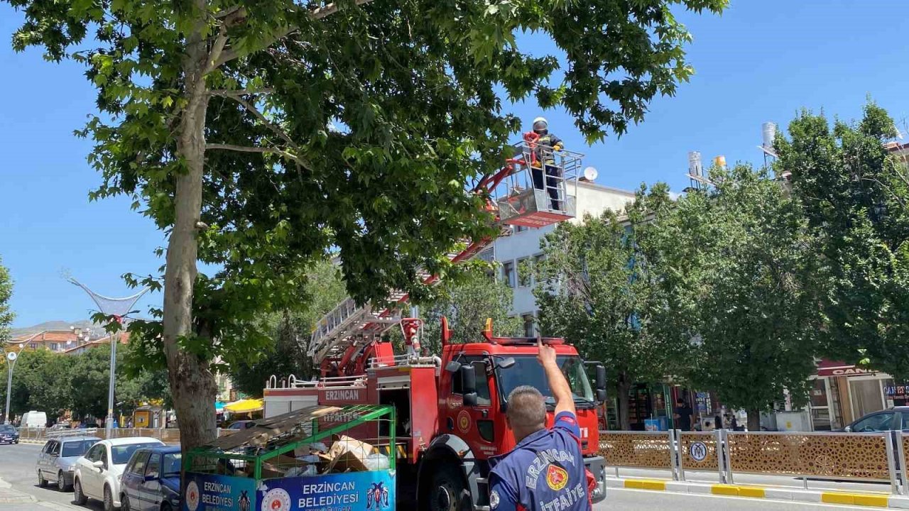 Yere düşen yavru kargayı yuvasına koyan itfaiye ekipleri, vatandaşları anne karganın saldırısından kurtardı