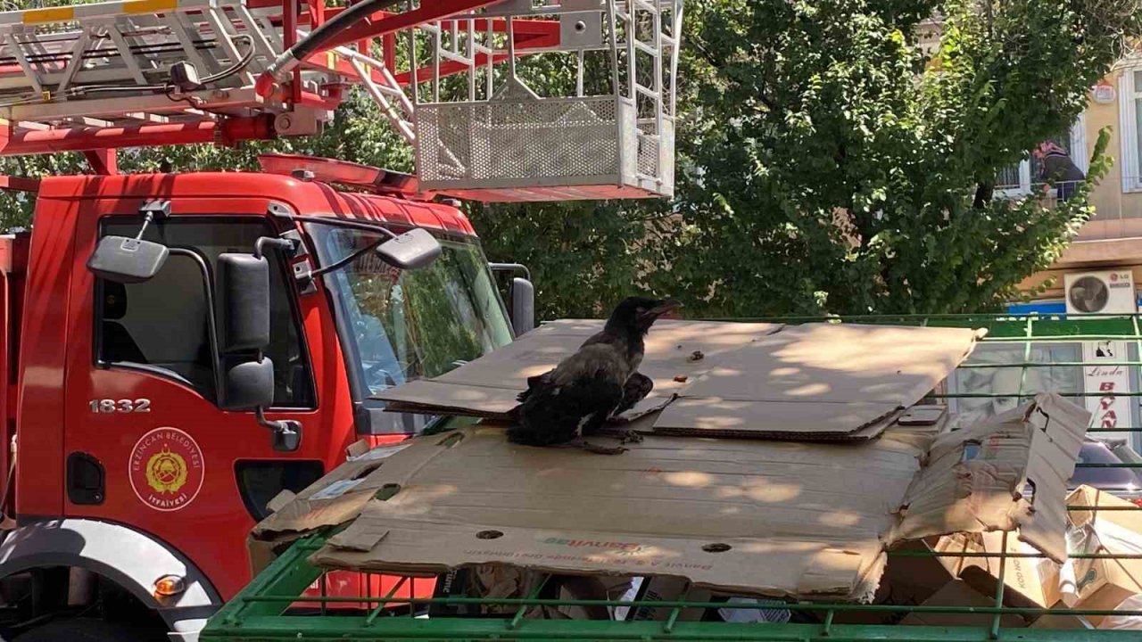 Yere düşen yavru kargayı yuvasına koyan itfaiye ekipleri, vatandaşları anne karganın saldırısından kurtardı