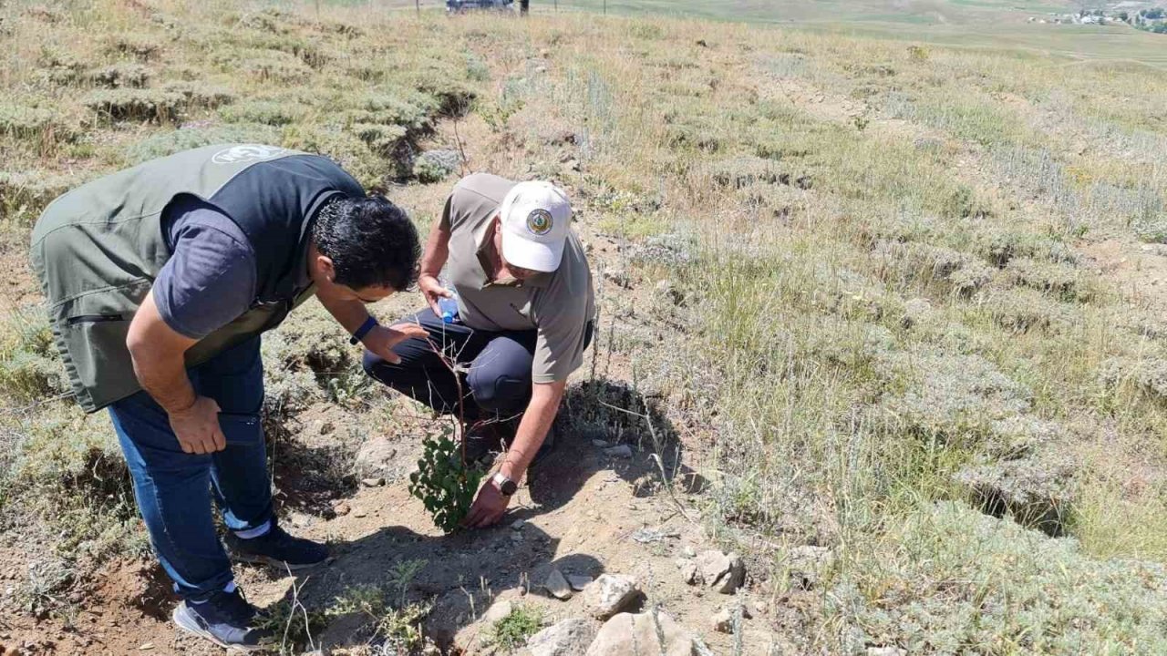 Erzurum Orman Bölge Müdürü Ayatay, Ağrı’da