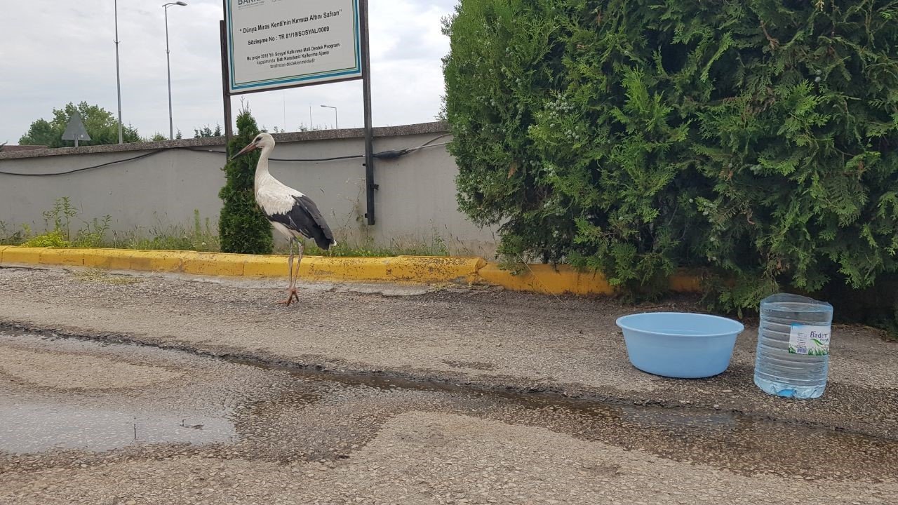 Yaralı Leylek tedavisinin yapıldığı Tarım Müdürlüğü bahçesinden ayrılmıyor