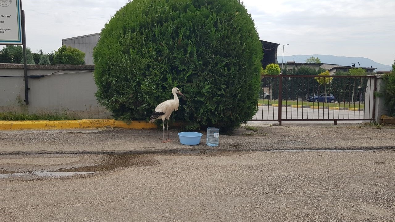 Yaralı Leylek tedavisinin yapıldığı Tarım Müdürlüğü bahçesinden ayrılmıyor