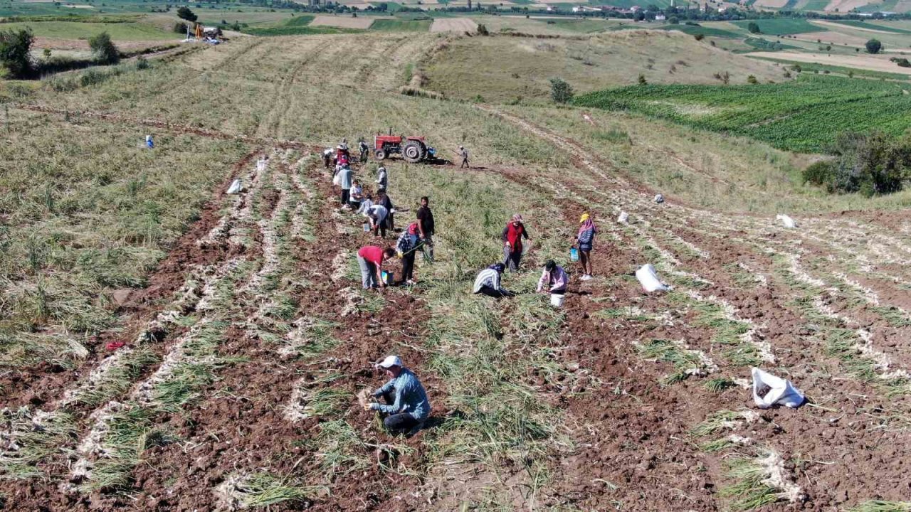 Dijital pazara giren Taşköprü sarımsağı, Türkiye’nin her yerine gönderiliyor