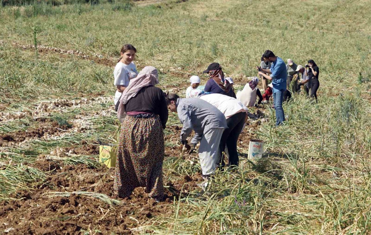 Dijital pazara giren Taşköprü sarımsağı, Türkiye’nin her yerine gönderiliyor