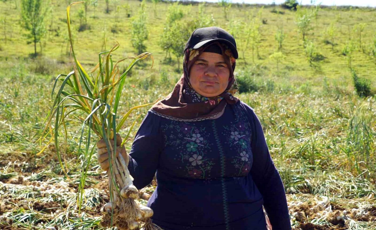 Dijital pazara giren Taşköprü sarımsağı, Türkiye’nin her yerine gönderiliyor