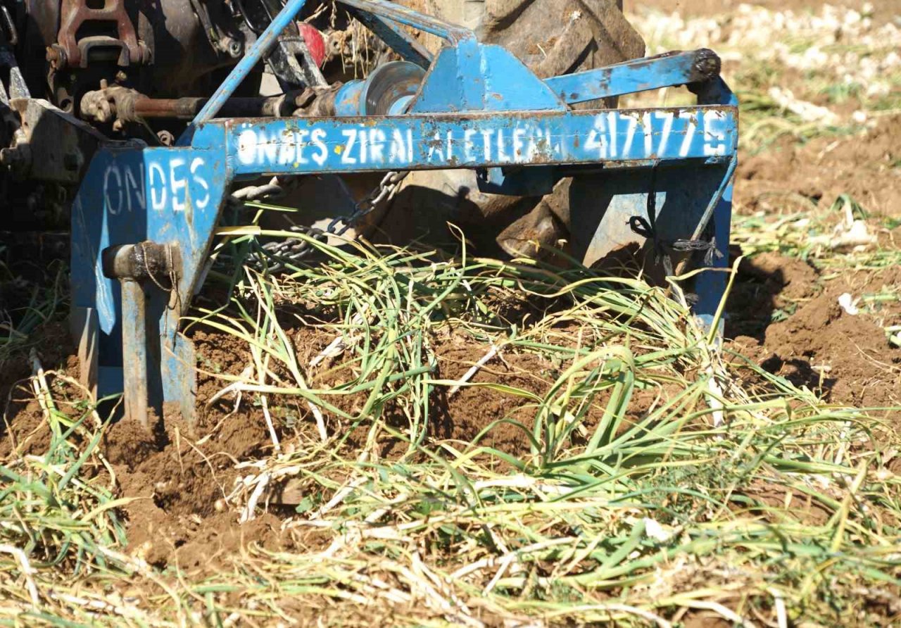 Dijital pazara giren Taşköprü sarımsağı, Türkiye’nin her yerine gönderiliyor