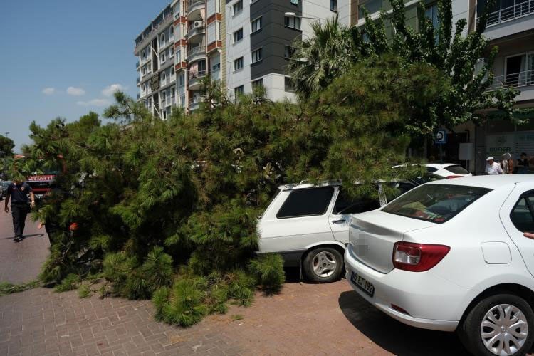 Devrilen ağaç 2 araca hasar verdi