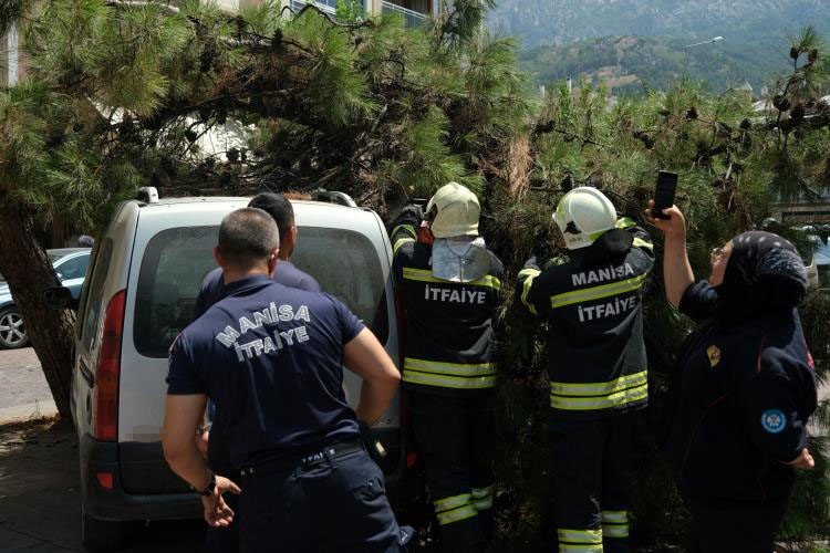 Devrilen ağaç 2 araca hasar verdi