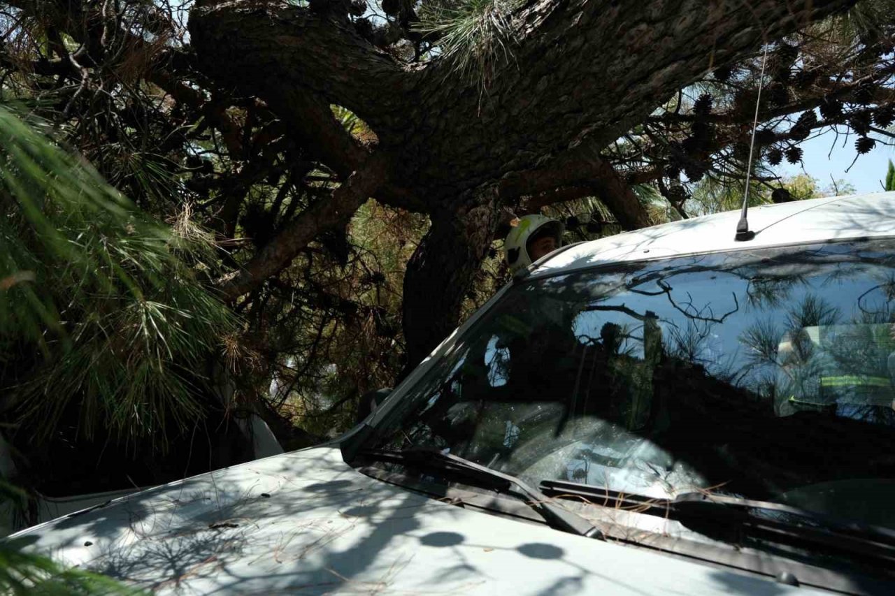 Devrilen ağaç 2 araca hasar verdi