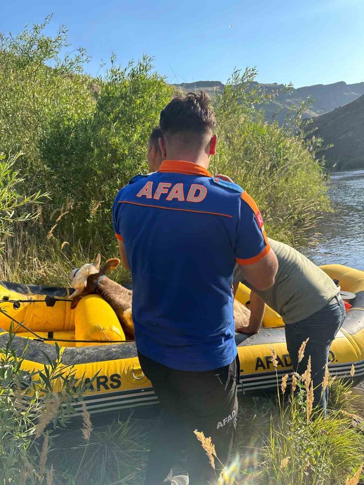 Sarıkamış’ta Aras Nehri’ne düşen büyükbaş hayvan kurtarıldı