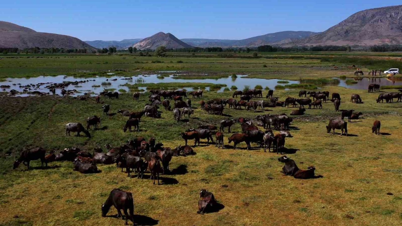 Tokat’ta Afrika’yı aratmayan görüntüler