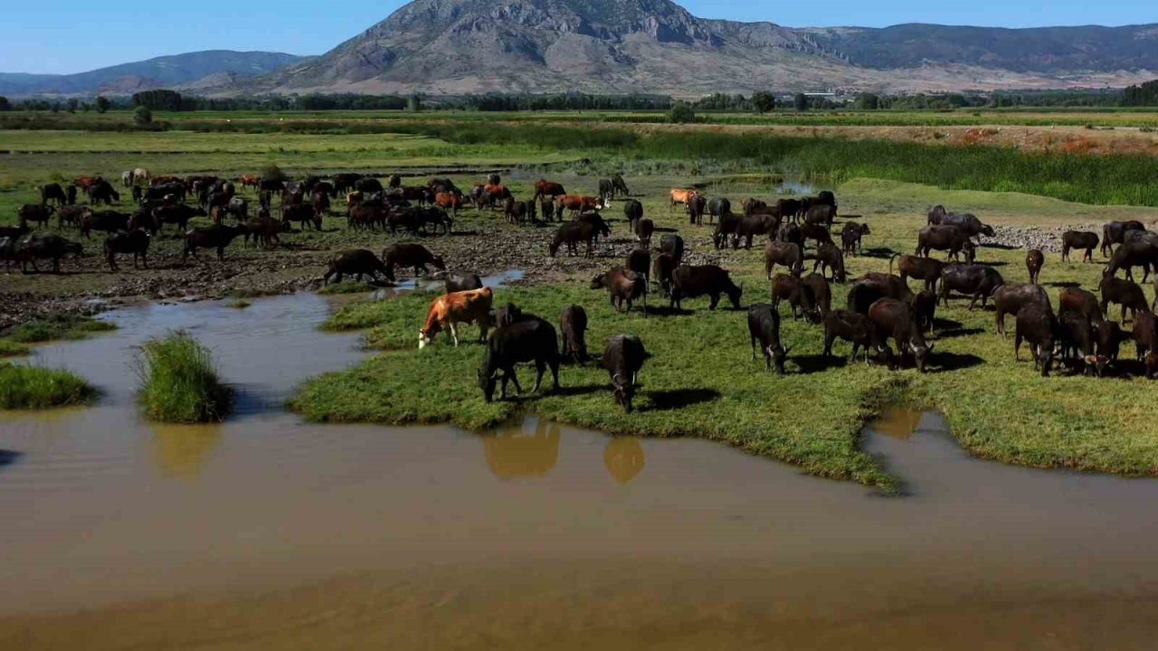 Tokat’ta Afrika’yı aratmayan görüntüler
