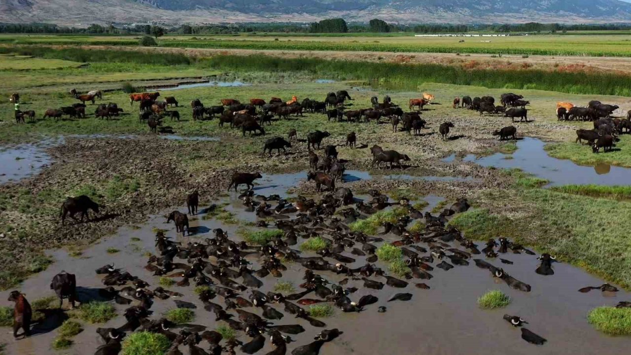Tokat’ta Afrika’yı aratmayan görüntüler