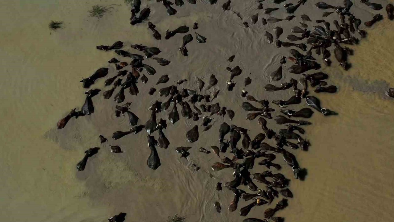 Tokat’ta Afrika’yı aratmayan görüntüler